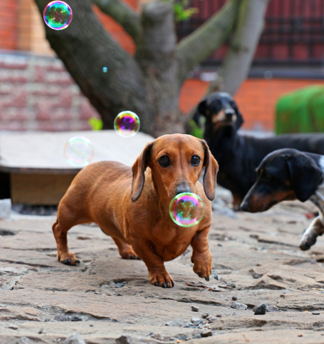 Tout savoir sur la promenade de votre chien 