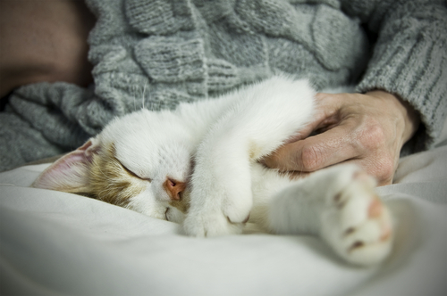 Gardiennage de chat dans le Val d'Oise par Chiens et Chats Services 