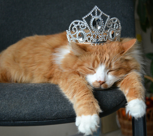 Service de cat-sitting dans le Val d'Oise : confiez votre animal à des professionnels passionnés