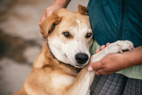 L'éducation positive pour votre chien: la méthode douce pour gérer son comportement