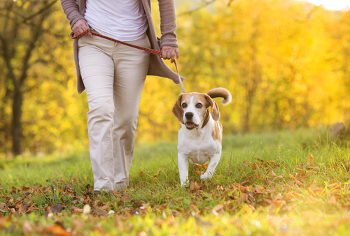 Promeneuse de chien dans le Val d'Oise 