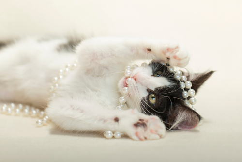 Expert de la gestion du comportement des chats