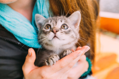 Garde de chat ou de chaton à domicile dans le Val d'Oise 