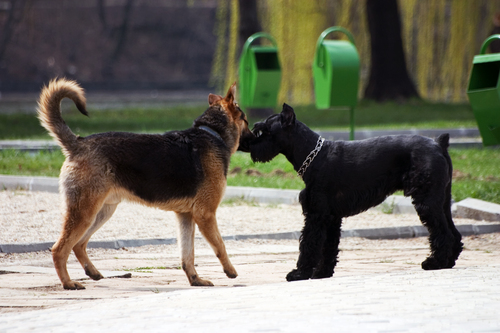 Promener son chien pour le sociabiliser avec notre service de dog walking du 95