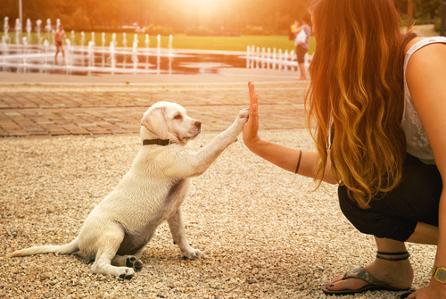 Educateur pour jeune chiot : apprenez les bons comportements en douceur