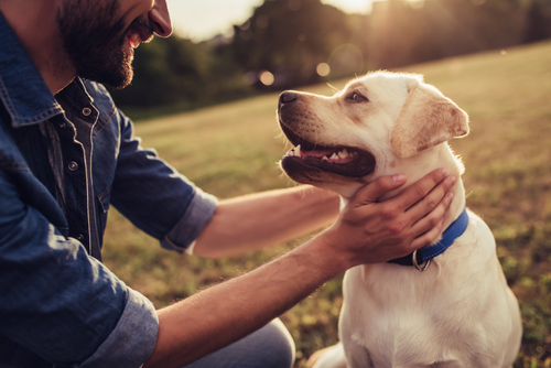 Faire garder son chien dans le Val d'Oise : Quel prix ? 