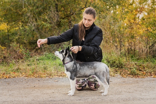 Séance d'éducation canine dans le Val d'Oise 95