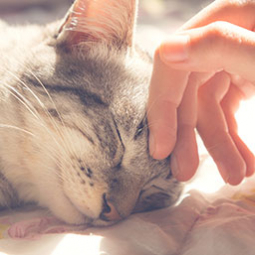 Garde d'animaux