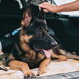Transport d'animaux